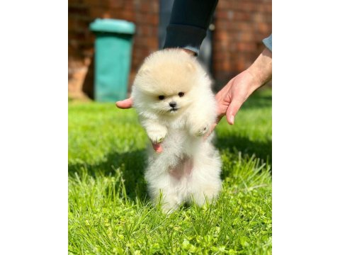 Pomeranian mini boy