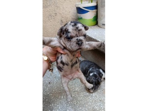 Egzotik french bulldog bebekler