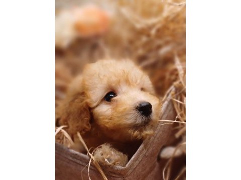 Afacan toy poodle