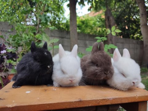 Orjinal bebek cüce tavşanlar