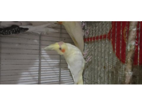 Sultan papağanı 7 aylık