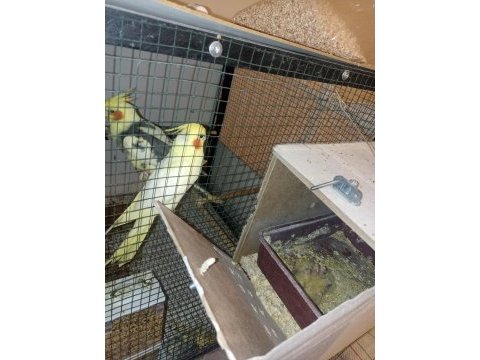5 yavrulu tecrübeli sultan papağanı çifti