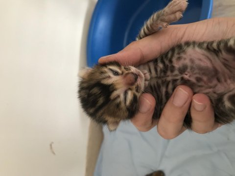 Ödüllü babadan 3 adet yeni doğan bengal kedisi