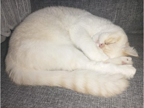 Exotic shorthair beyaz kedimiz
