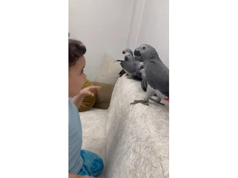 Jako papağanı bebekler hazır yuvalarına uçmaya