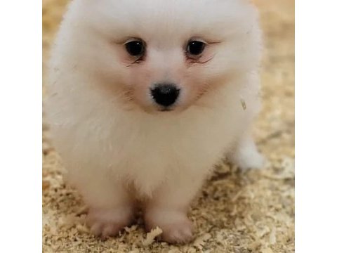 Pomeranian yavrularımız ırk garantilidir a kalite
