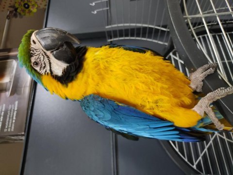 El besleme yapılmış bebek macaw yeme düştü