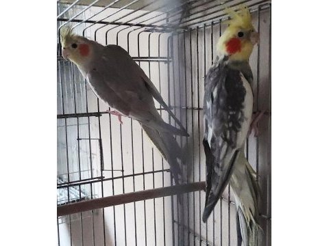 Yeni eşleme sultan papağanı çift