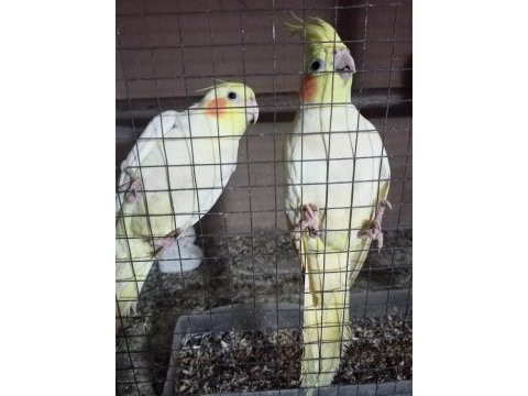 Sultan papağanları