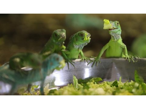Evcimen iguanalar