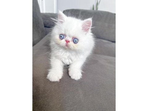 Safkan mavi gözlü iran kedisi yavrusu