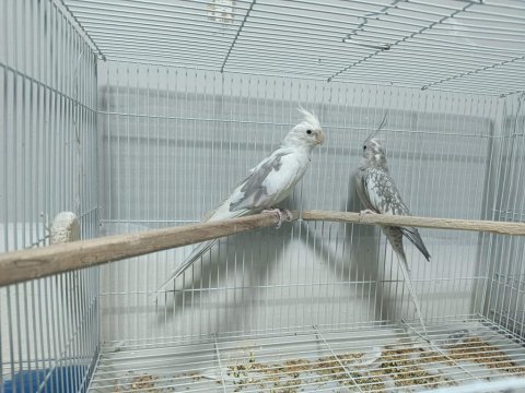 Sahiplendirme sultan papağanlar