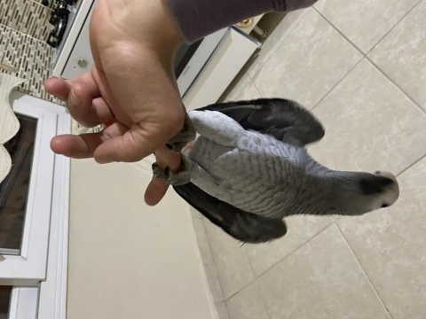 2,5 yaşında üst düzey konuşan jako papağanı