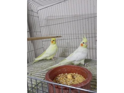 Ev üretimi sultan papağanlar