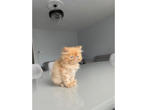 Safkan bal köpüğü yavru iran kedisi ( 2 aylık )