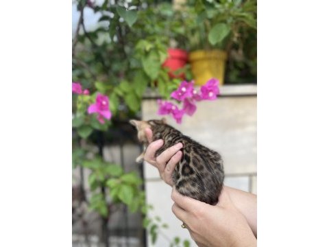 Bengal yavru kedim