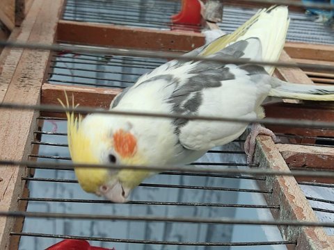 Takım sultan papağanı