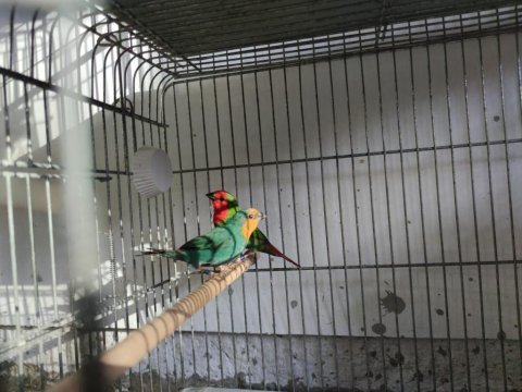 Parrot-papağan ispinozu