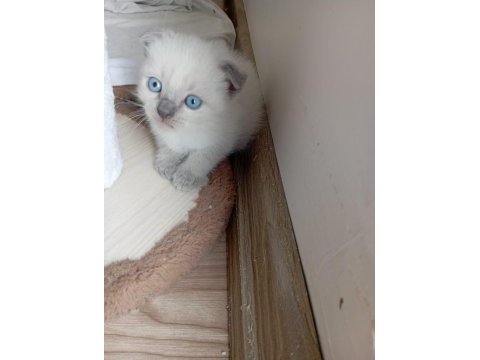 Blue point sevimli yavrularımız rezerveye açık kediler