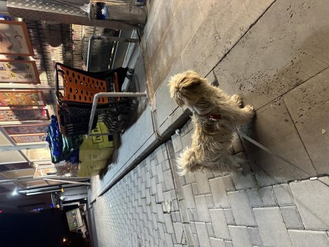 Shih-tzu küçük boylu süs köpeği