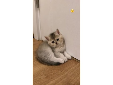 Yavru 2 aylık kedim chinchilla