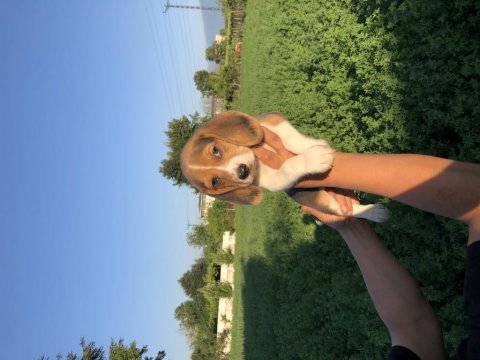 Safkan beagle bebeklerimiz