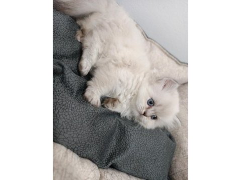 İran kedisi dişi 2 aylık