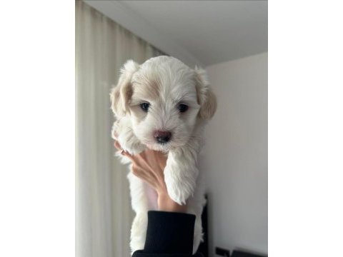 Safkan erkek yavru maltese terrier