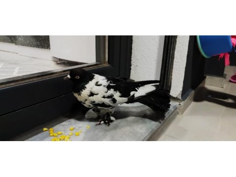 Paçalı güvercin siyah beyaz renkli