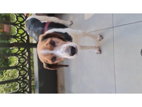 Beagle dişi köpeğimiz