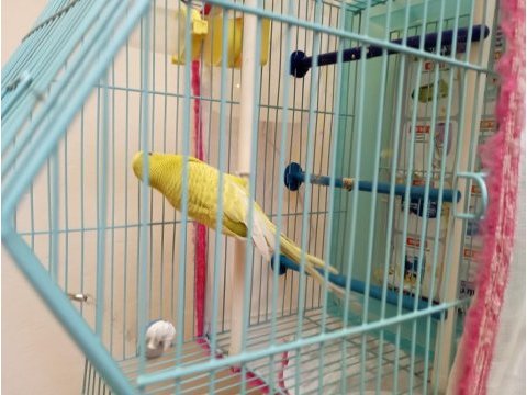 Kafesiyle bir sahiplendirilecek erkek genç muhabbet kuşu