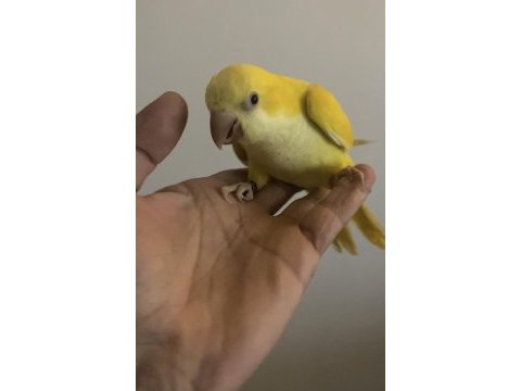 Lutino sarı monk yavru papağanlar
