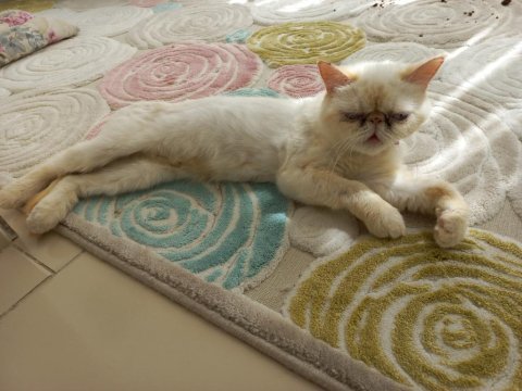 Red point exotic shorthair