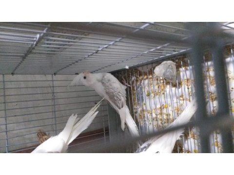 Yeni yeme düşmüş sultan papağanı bebekler