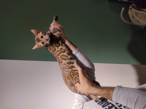 3 aylık erkek bengal kediler full şecere