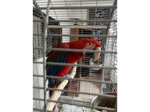 Ara macaw papağanı