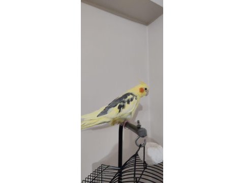 Ücretsiz sahiplendirme sultan papağanı