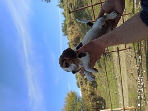 Elizabeth beagle köpeği bebekleri