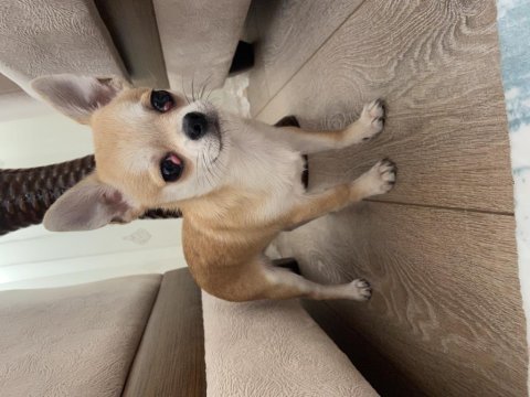 Chihuahua safkan