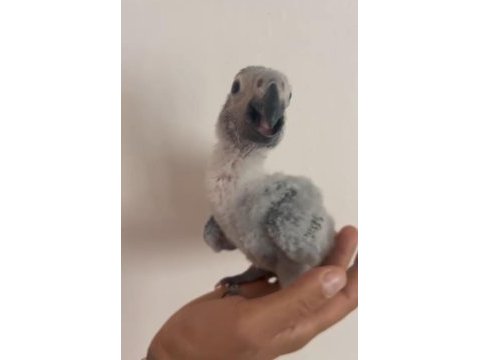 Yavru jako papağanı izmir de el beslemesi