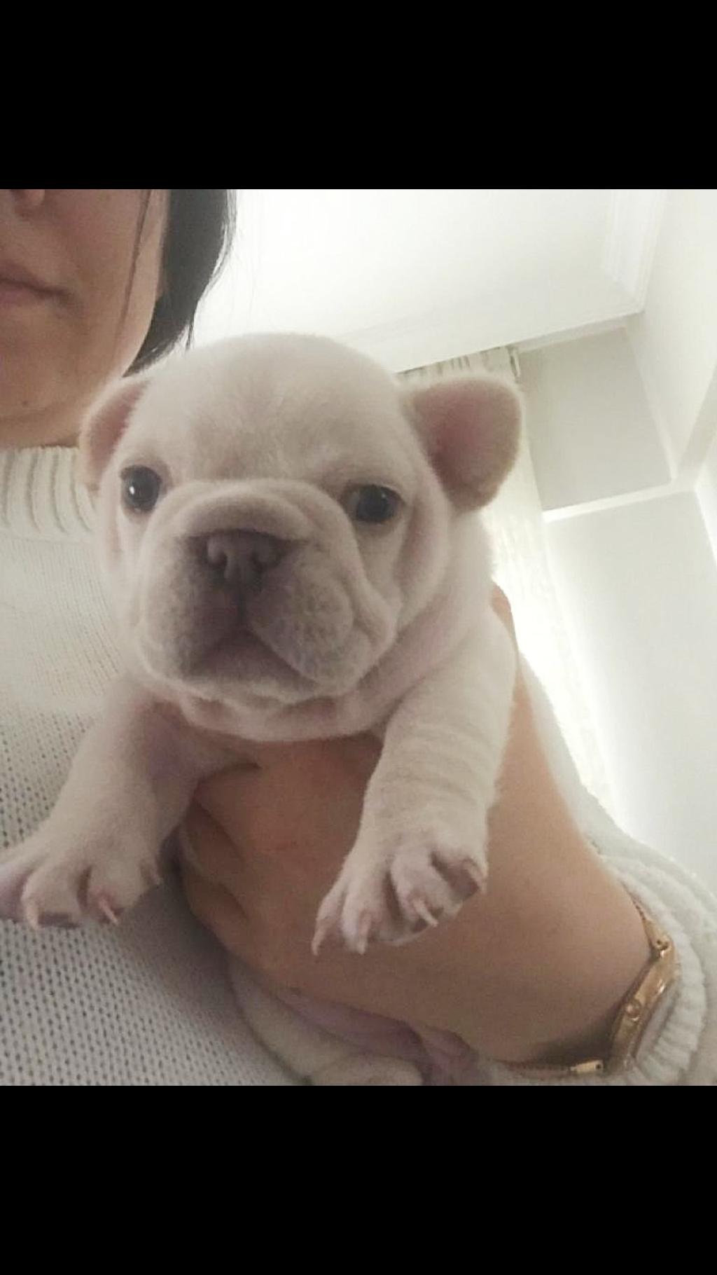 siyah ve ten rengi bulldog yavrusu