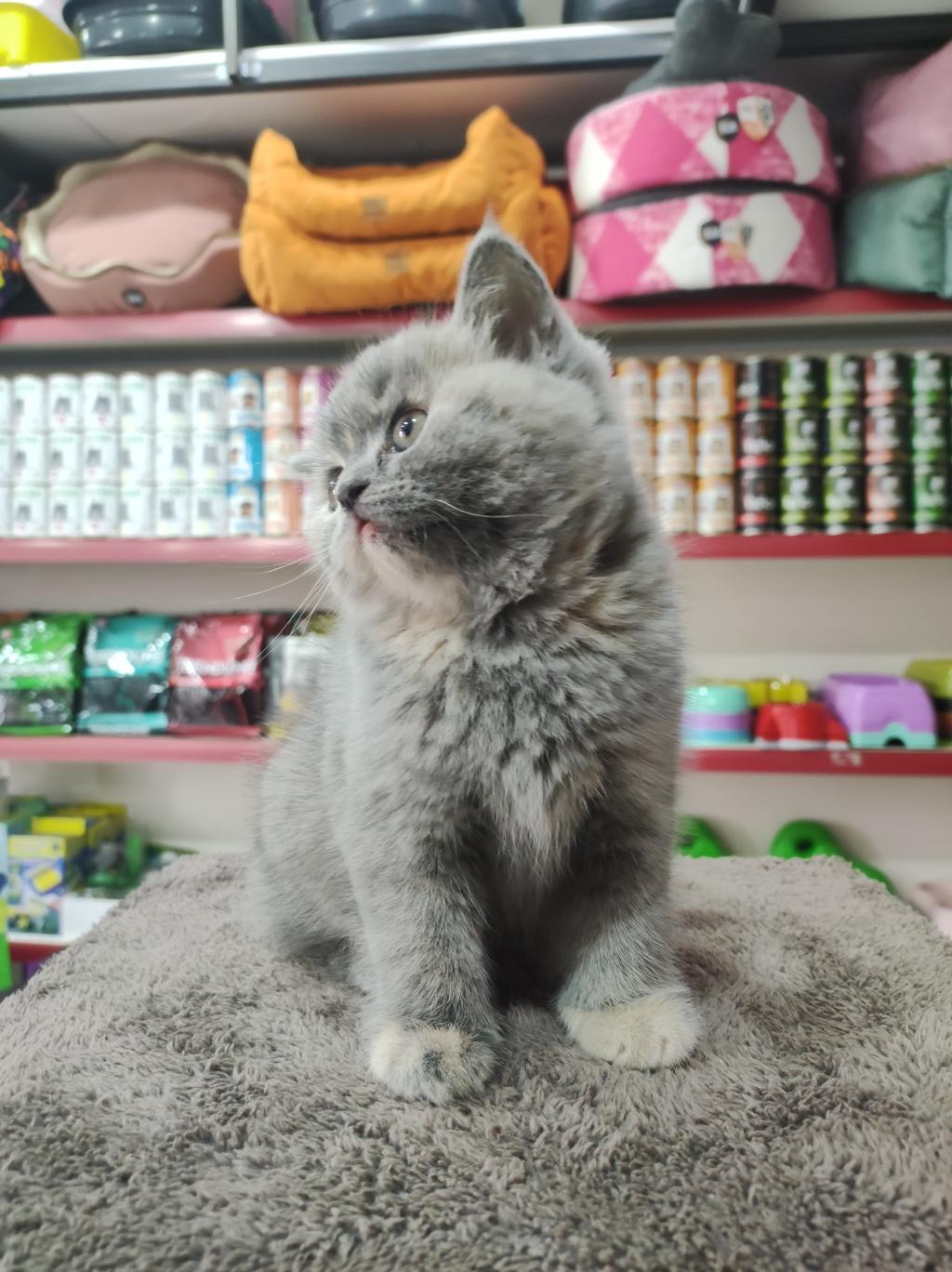 British Shorthair 2 Aylık Bebek Dişi | Petcim.com - 712137