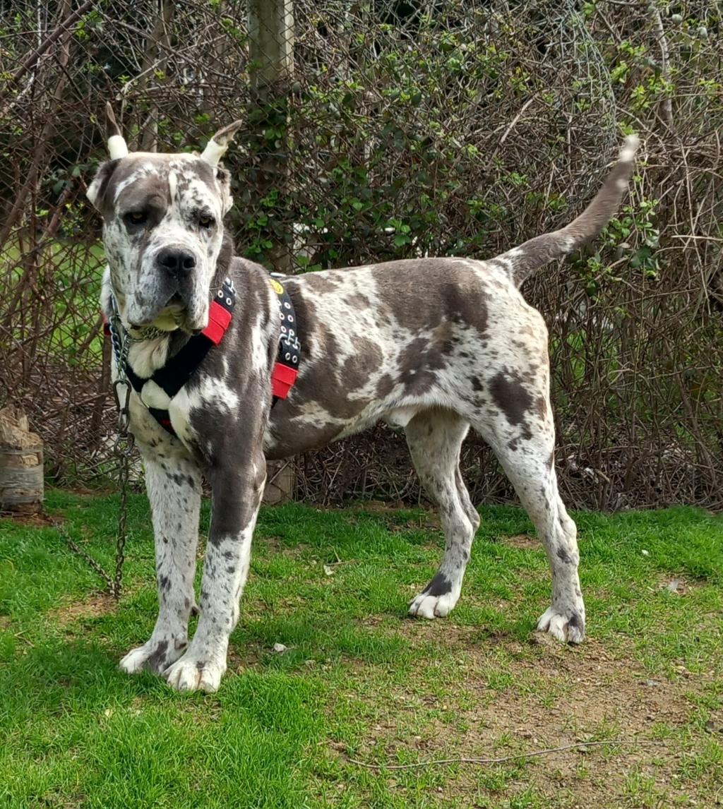 Merle 2024 cane corso