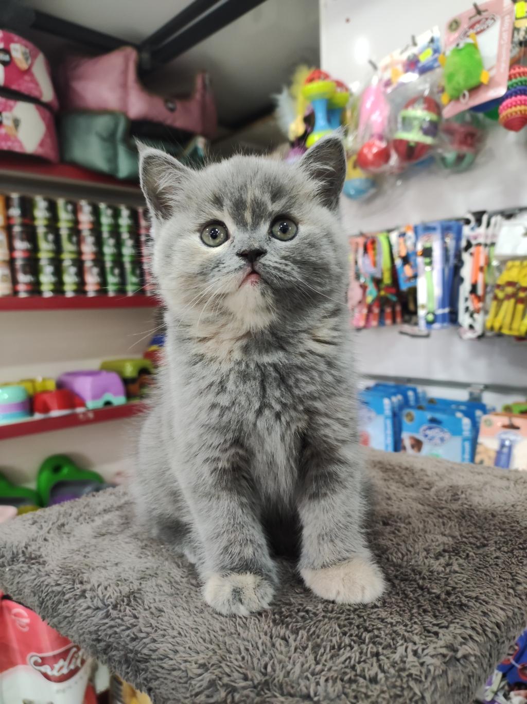 British Shorthair 2 Aylık Bebek Dişi | Petcim.com - 712137