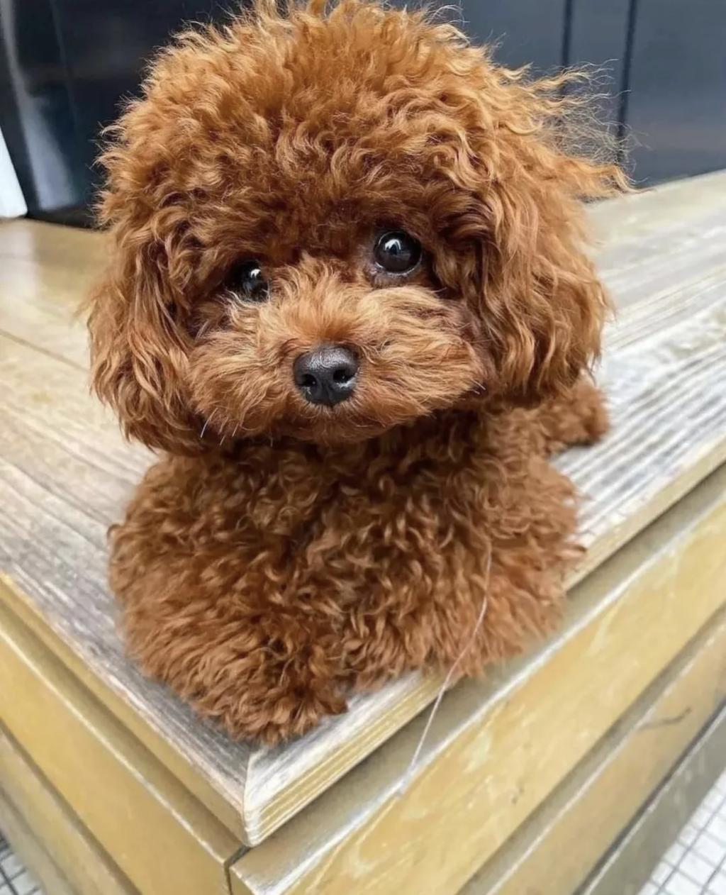 Dark red outlet poodle