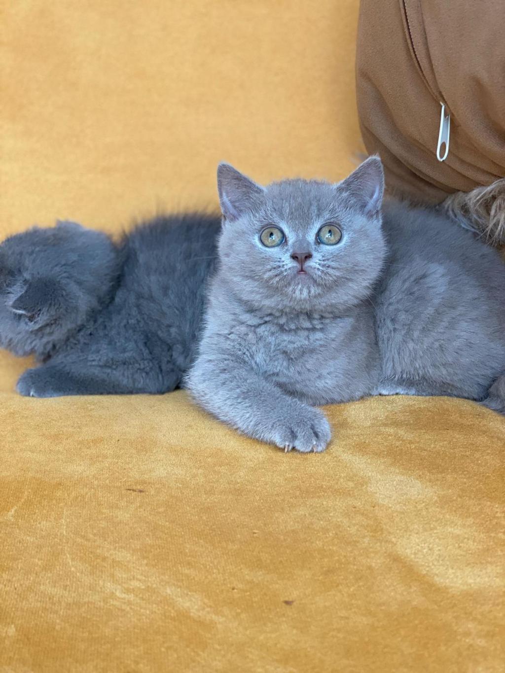 British Shorthair 2 Aylık Dişi | Petcim.com - 899973