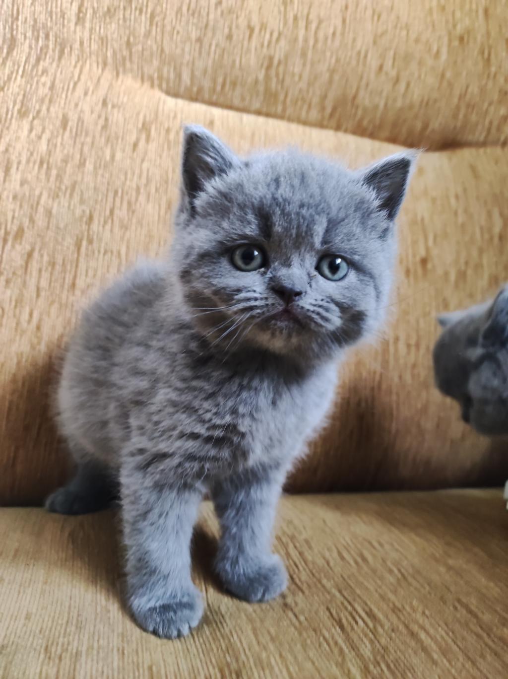 British Shorthair 2 Aylık Bebek Erkek | Petcim.com - 720114