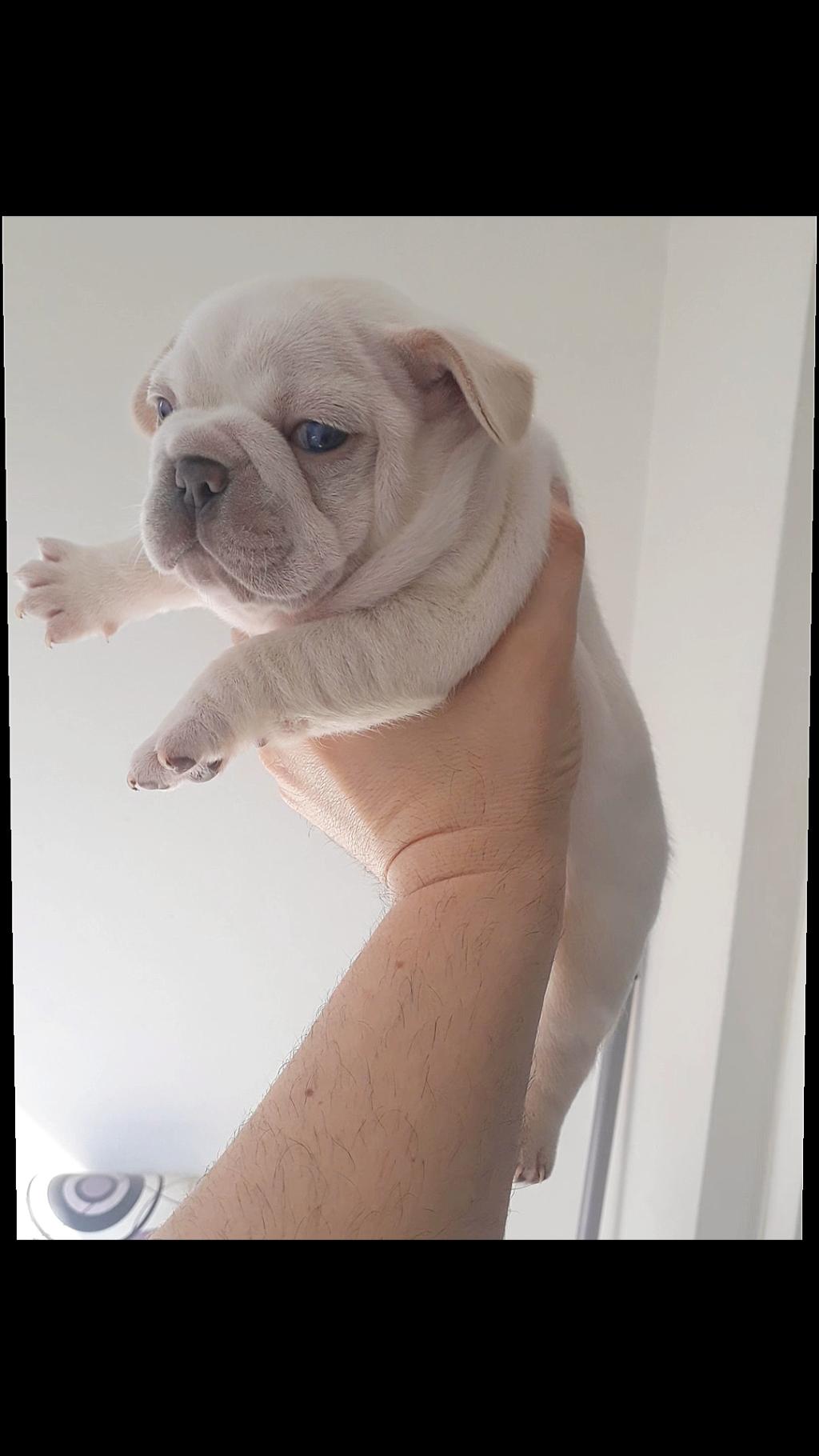 siyah ve ten rengi bulldog yavrusu