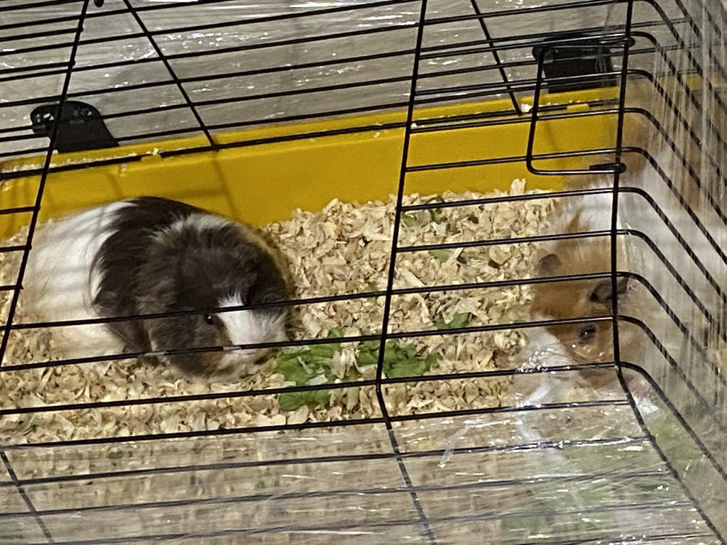 2 Guinea Pigs For Adoption | Petcim.com - 813038