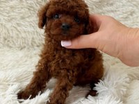 Biblo gibi poodle bebek